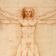 The Vitruvian Man. Wikimedia Commons